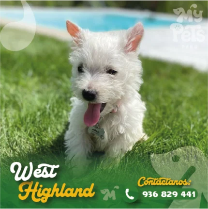 WEST HIGHLAND