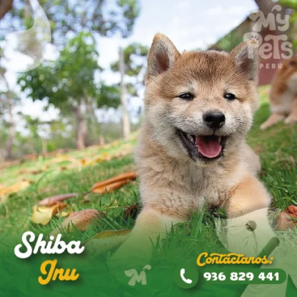 SHIBA
