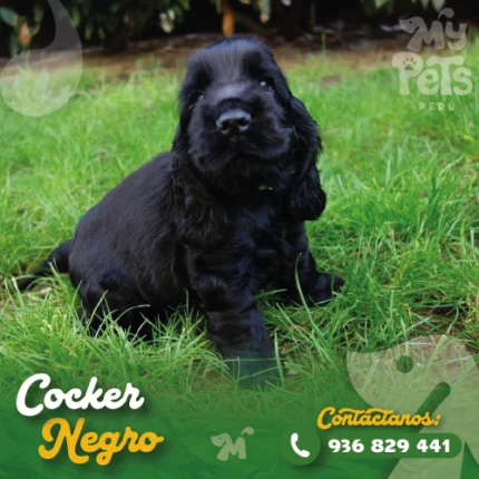 COCKER SPANIEL NEGRO