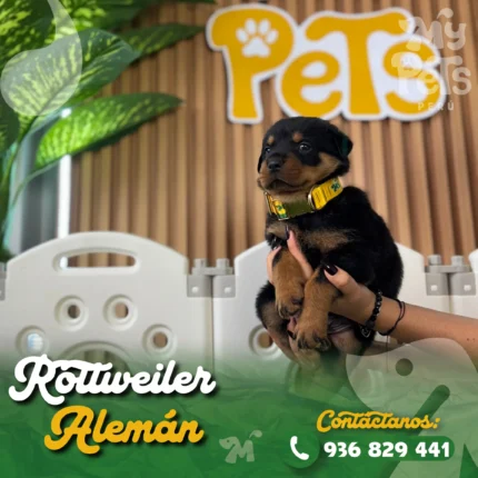 ROTTWEILER